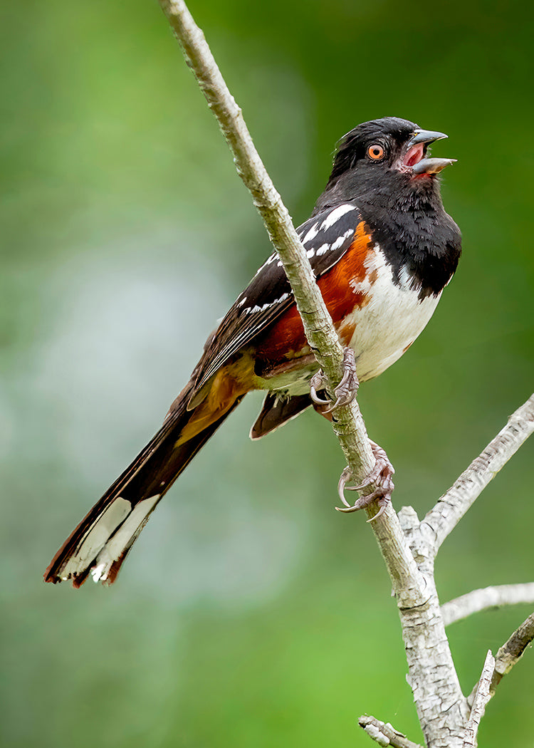 Spotted Towhee
