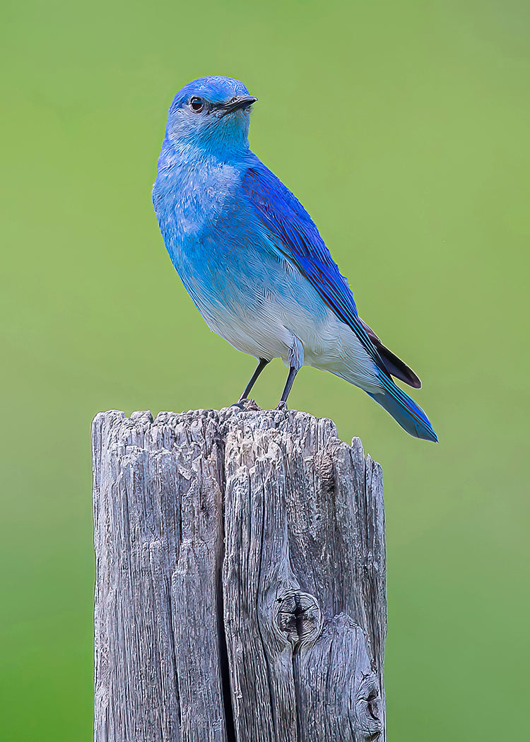 Mountain Bluebird