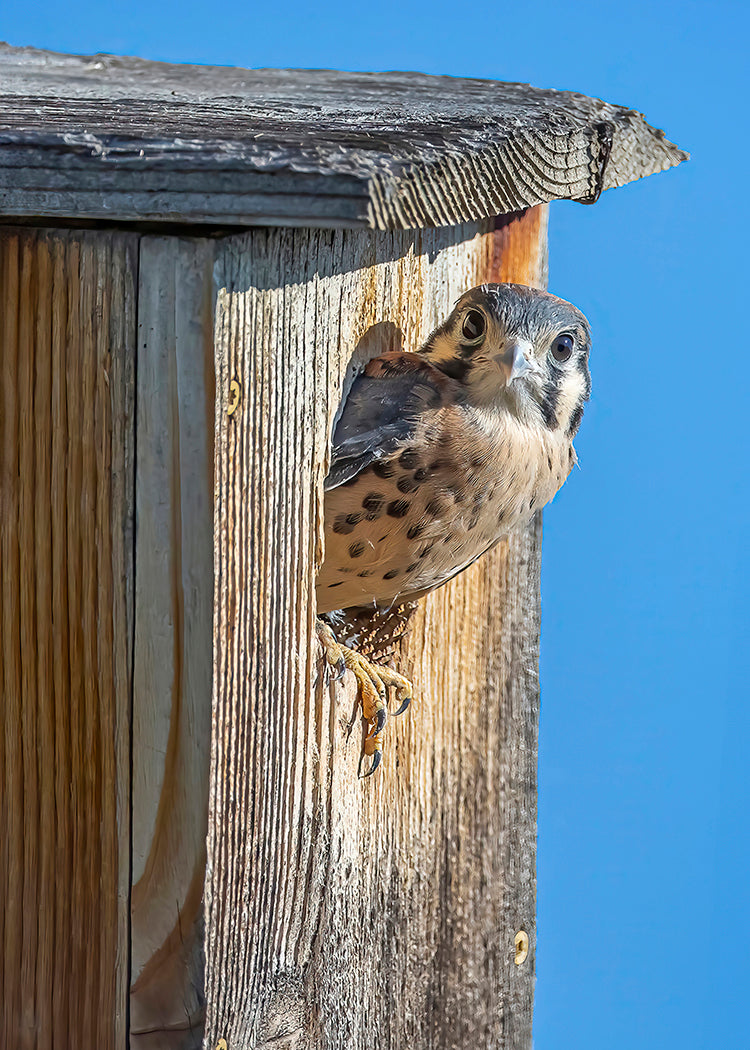 American Kestrel