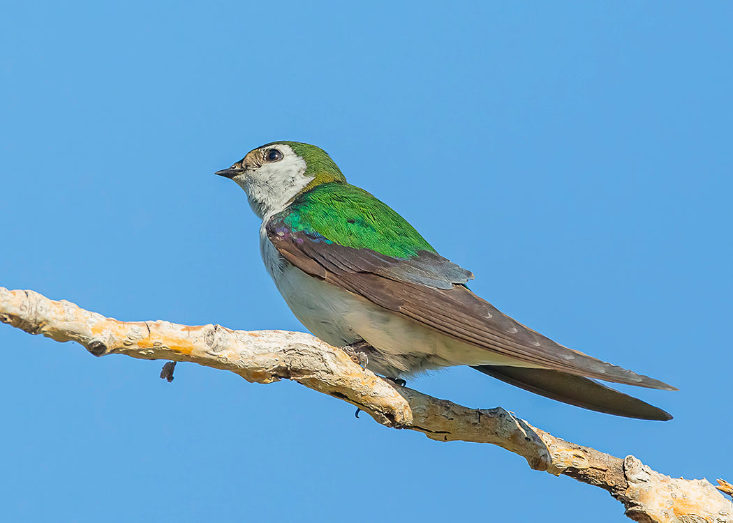Violet-green Swallow
