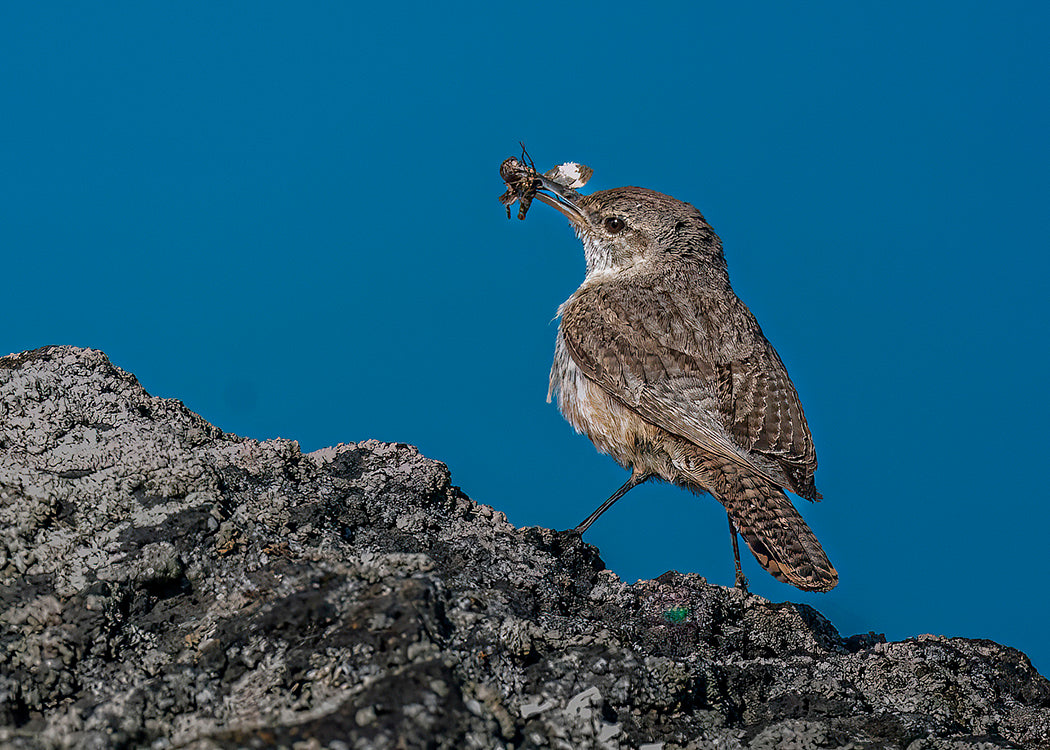 Rock Wren