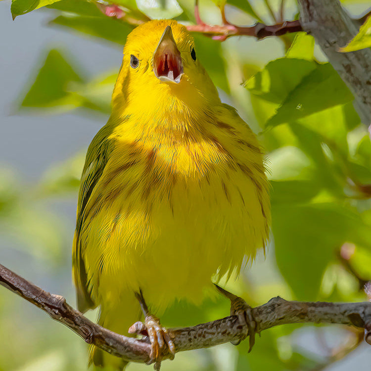Yellow Warbler