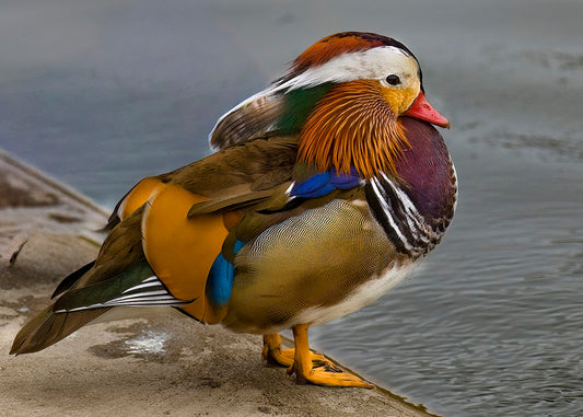 Wood Duck