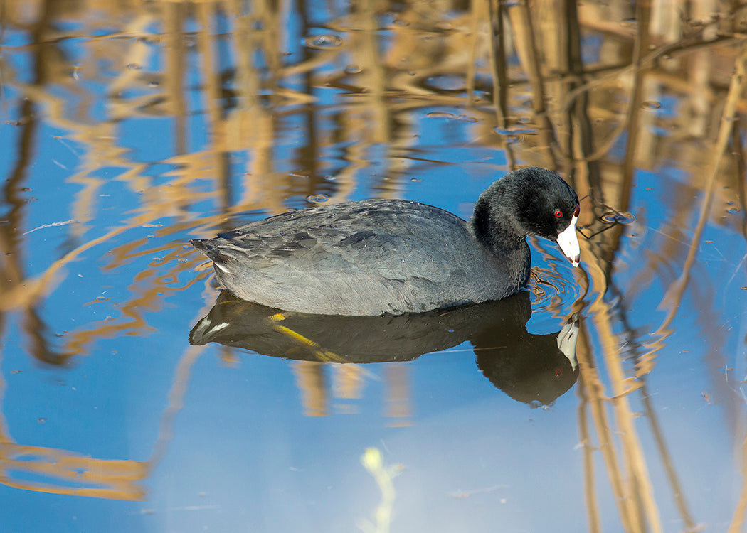 American Coot