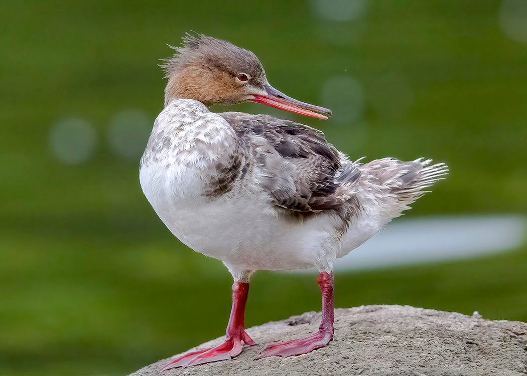 Common Merganser