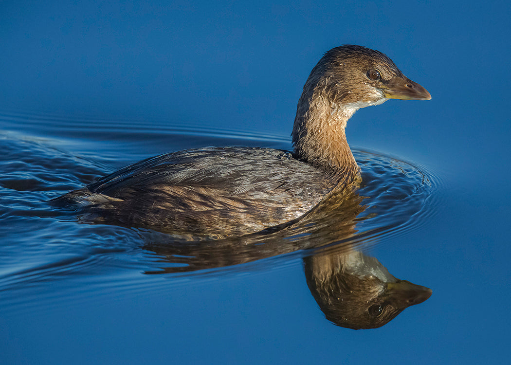Pied-biled Grebe