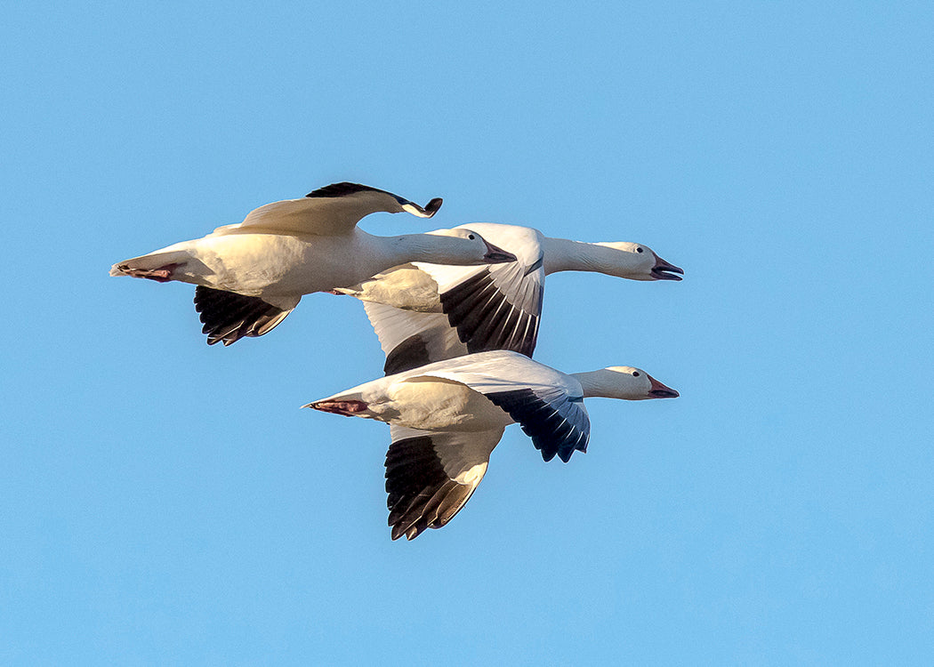 Snow Geese