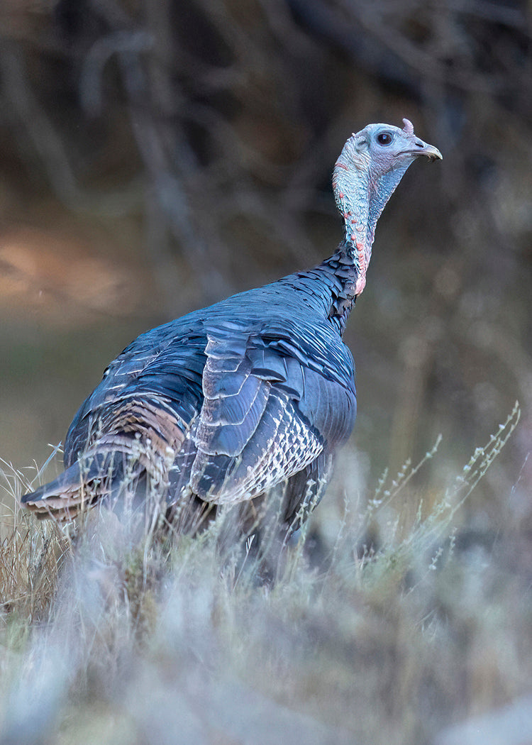 Wild Turkey