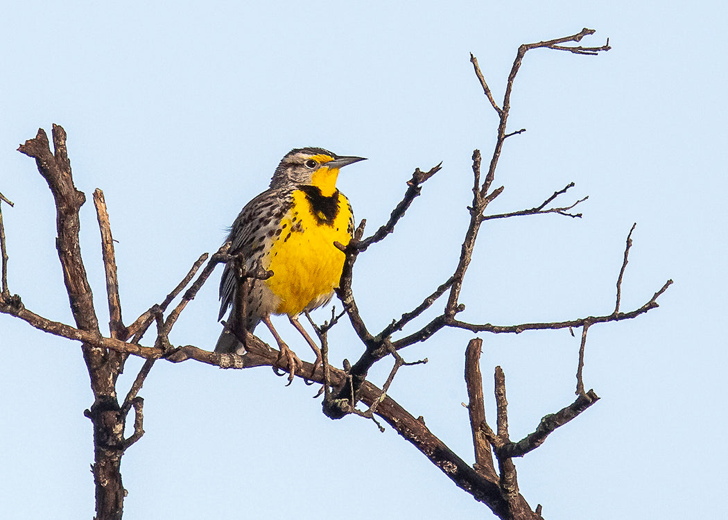 Western Meadowlark