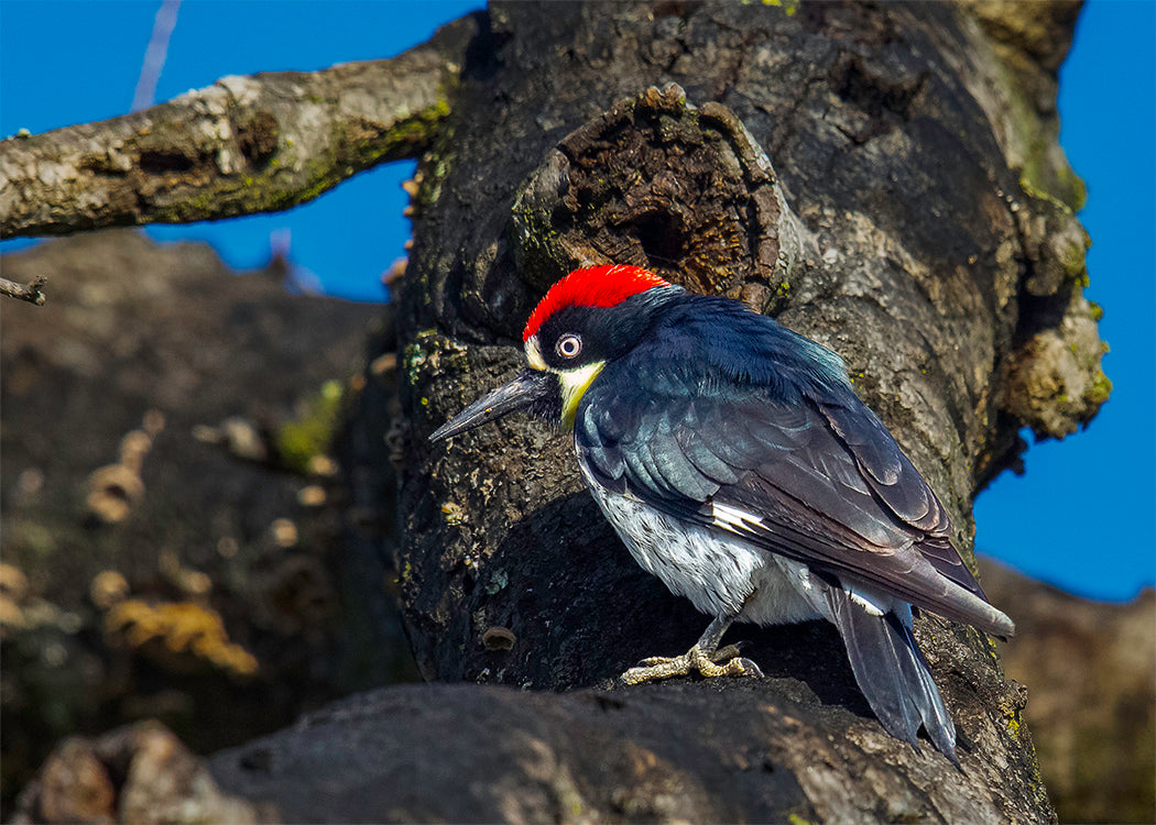 Acorn Woodpecker