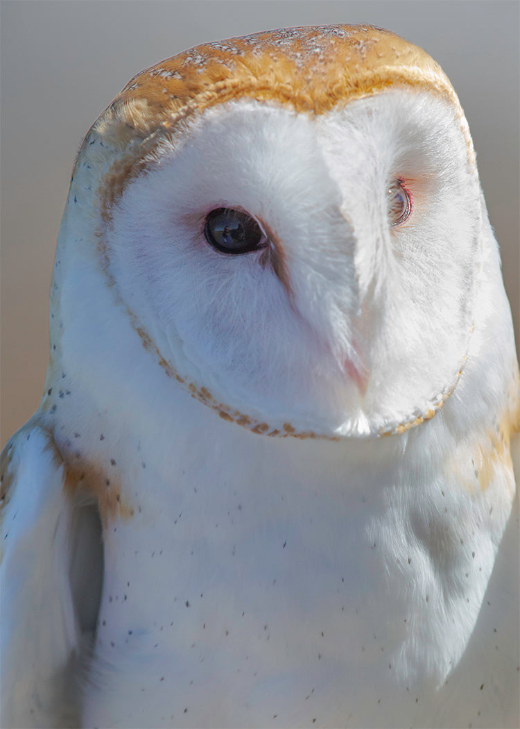 Barn Owl