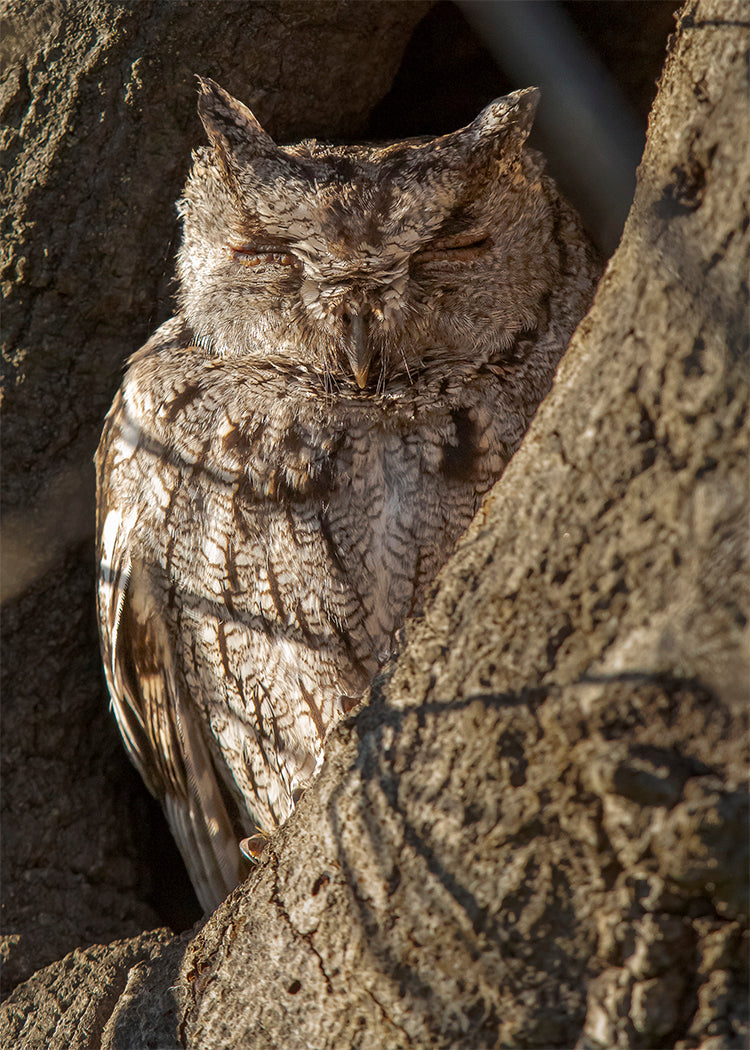 Western Screech Owl