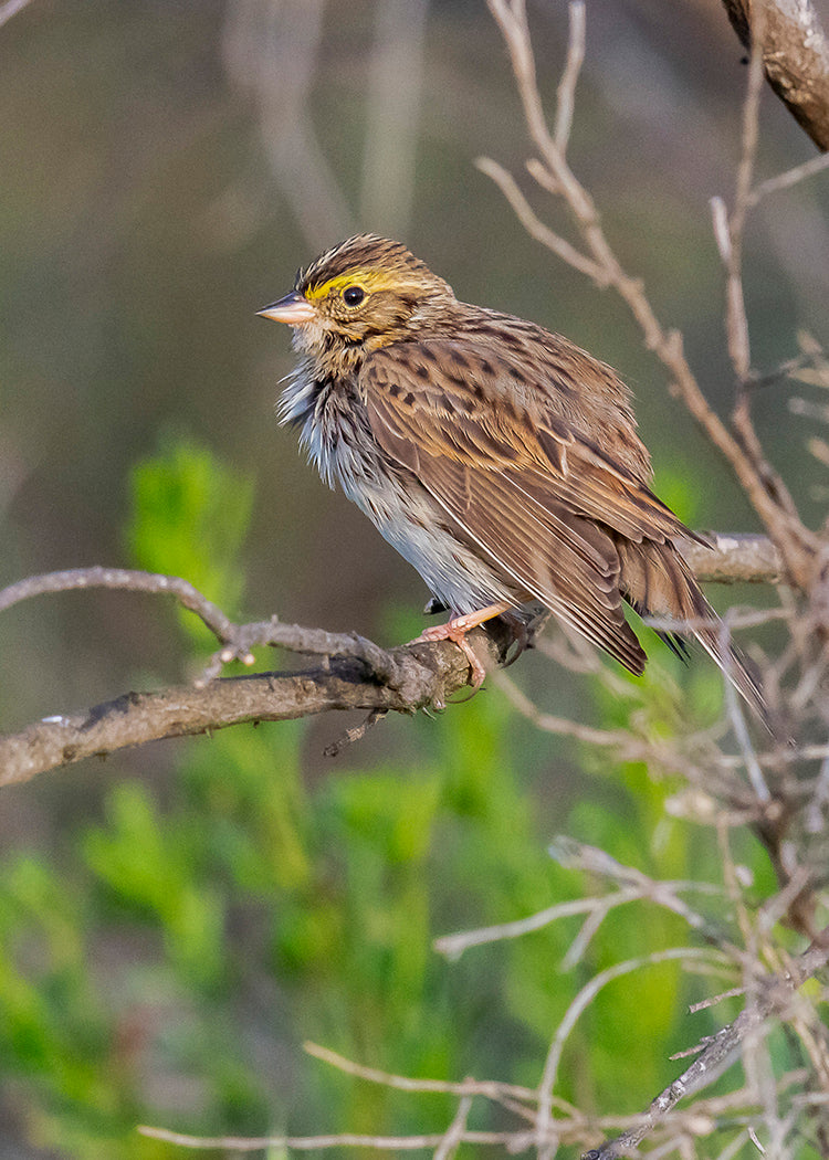 Savannah Sparrow