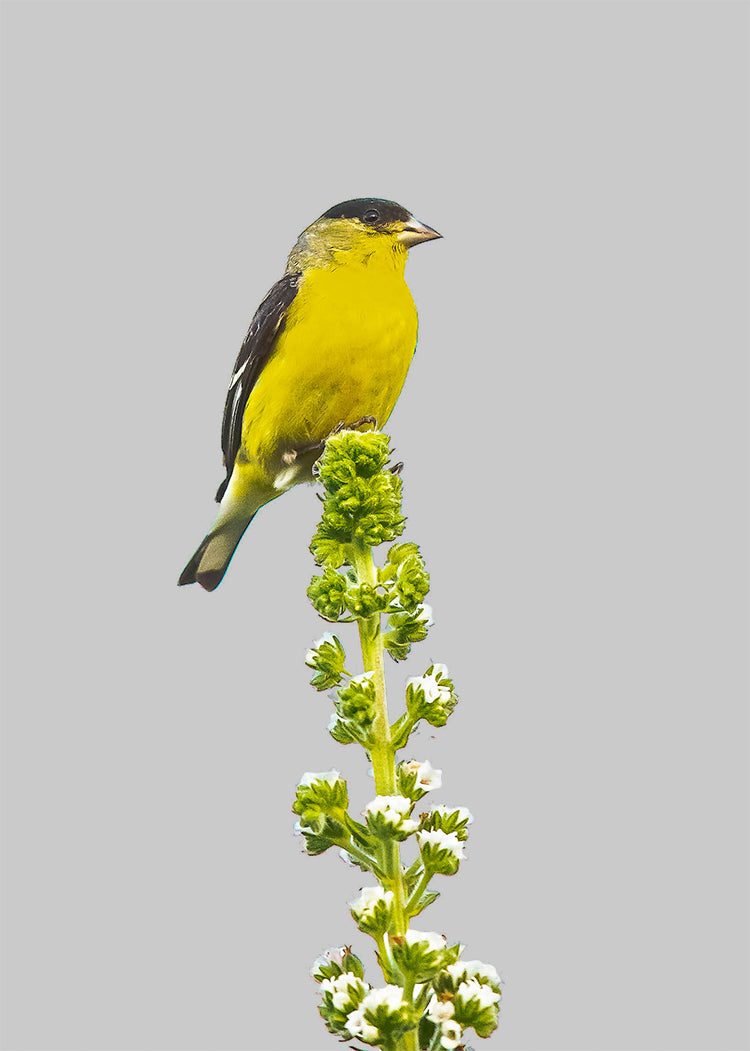 Lesser Goldfinch