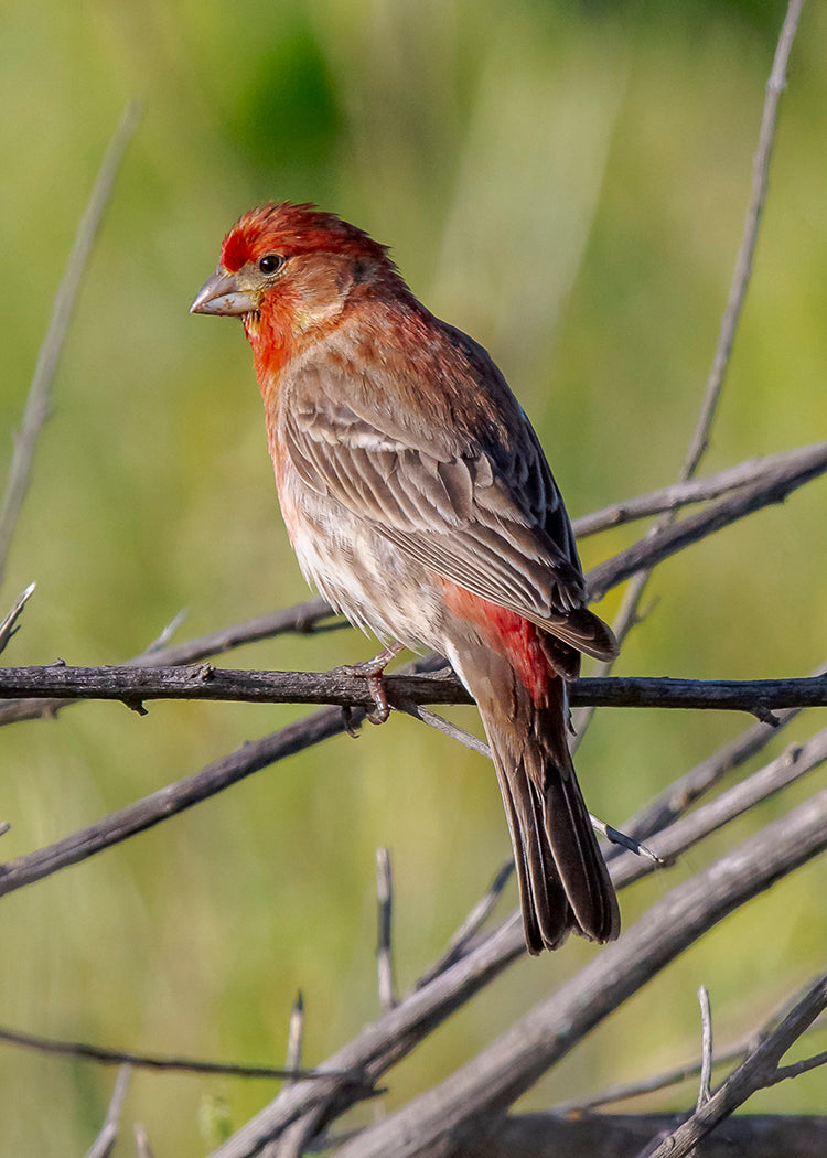 House Finch