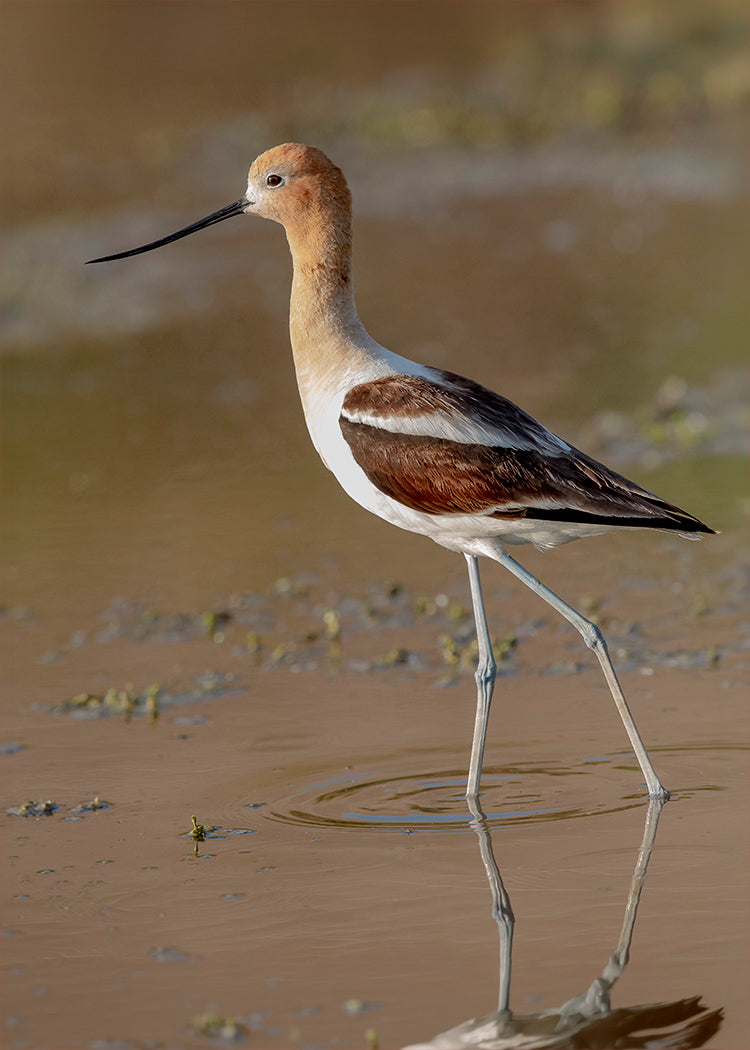 American Avocet