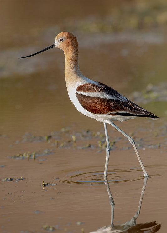 American Avocet