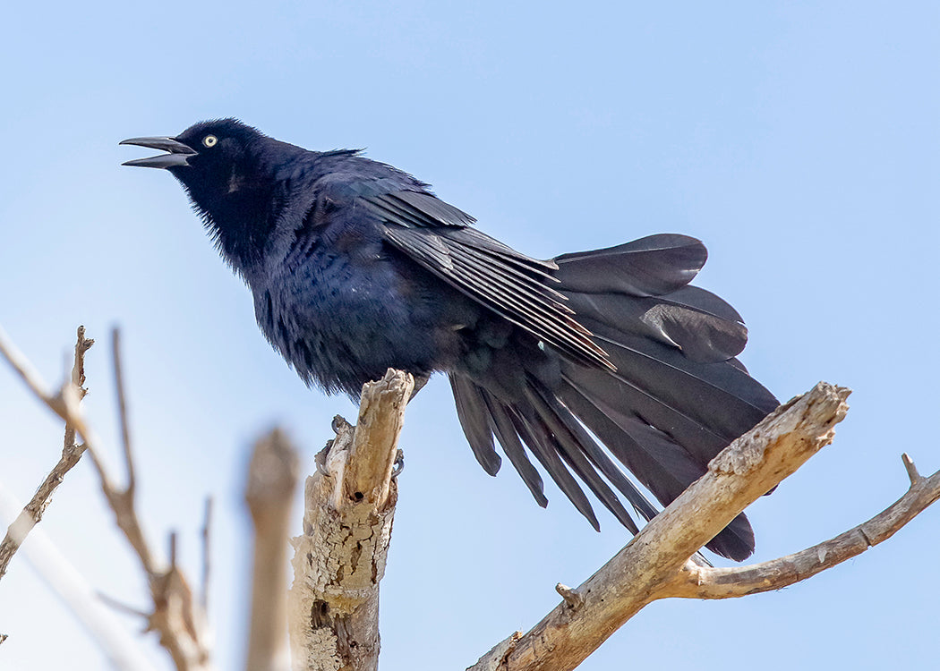 Great-tailed Grackle