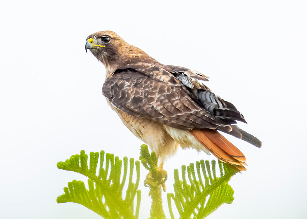 Red-tailed Hawk