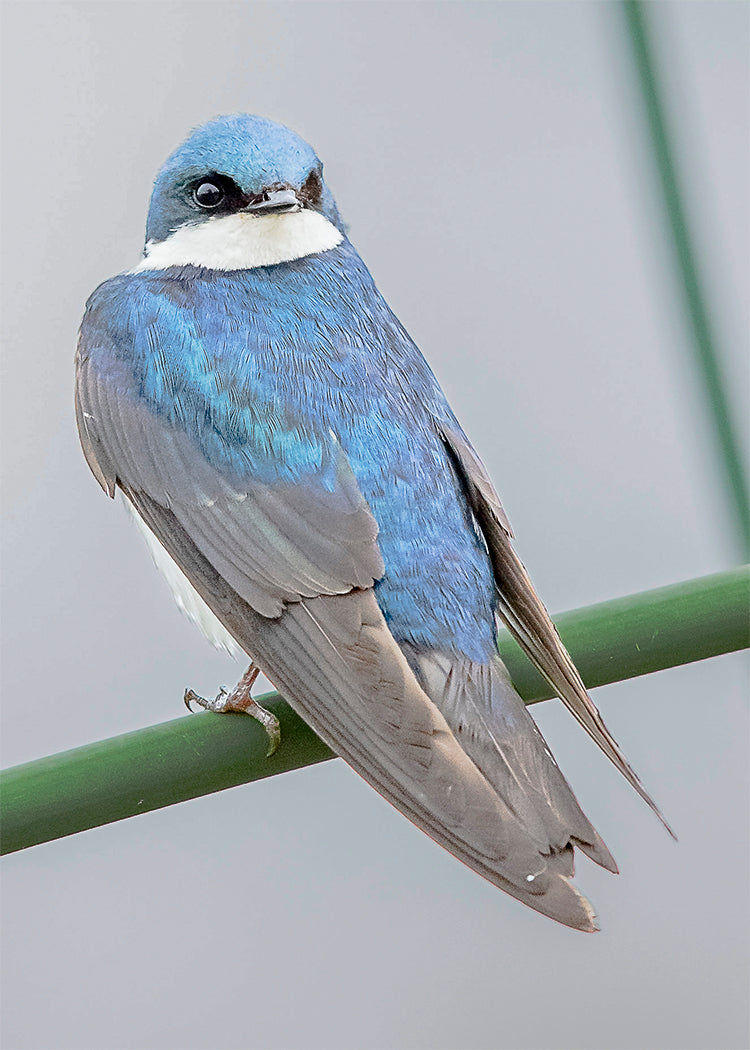 Tree Swallow