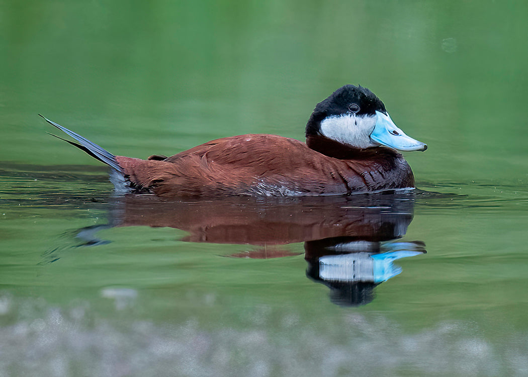 Ruddy Duck