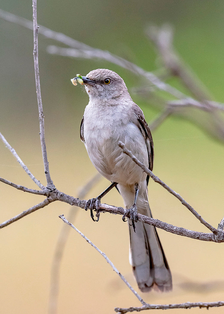 Mockingbird