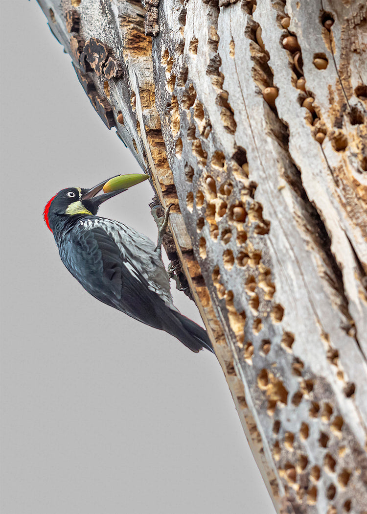 Acorn Woodpecker