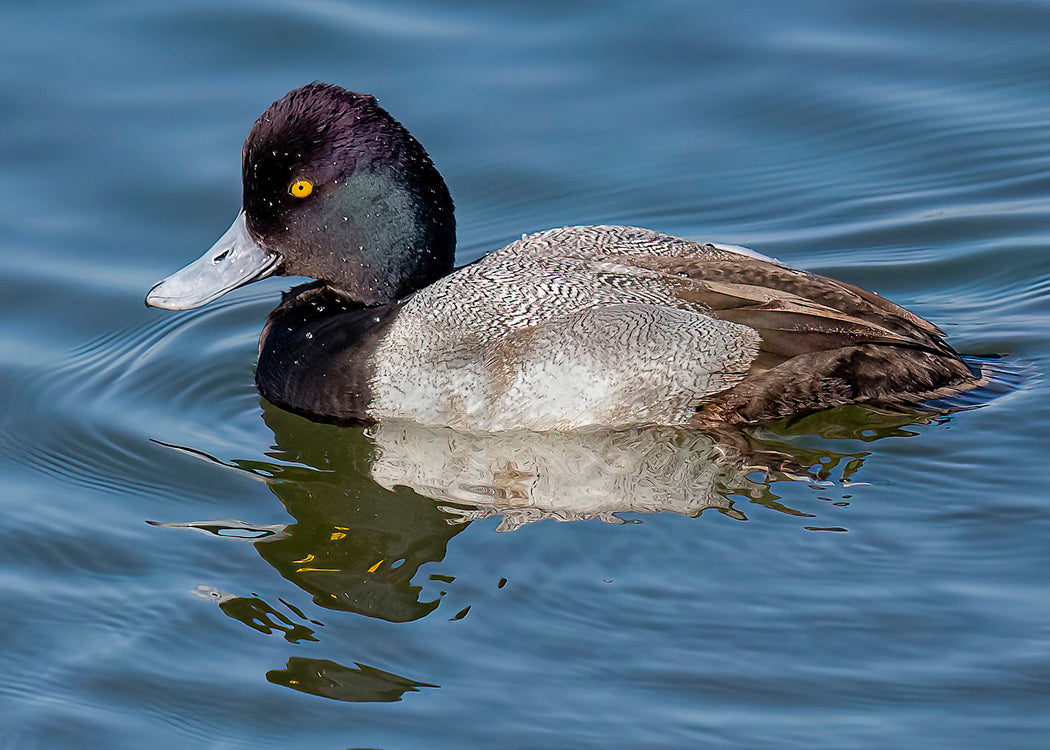 Lesser Scaup