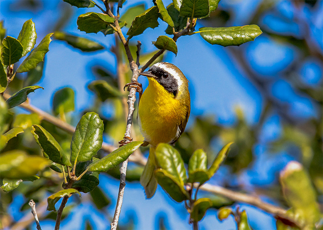 Common Yellowthroat