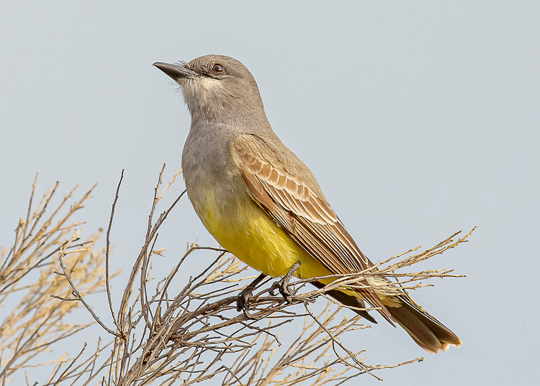 Cassin's Kingbird