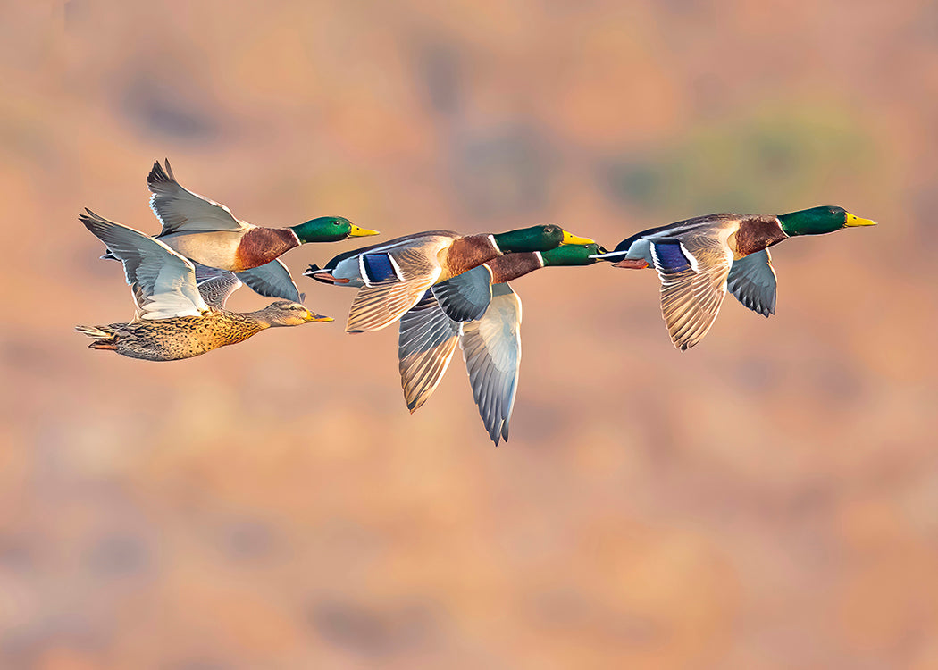 Mallard Duck