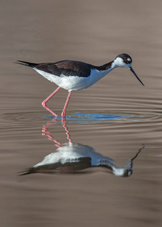 Black-Necked Stilt