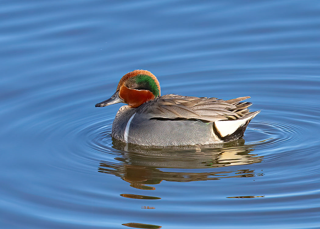 Green-winged Teal