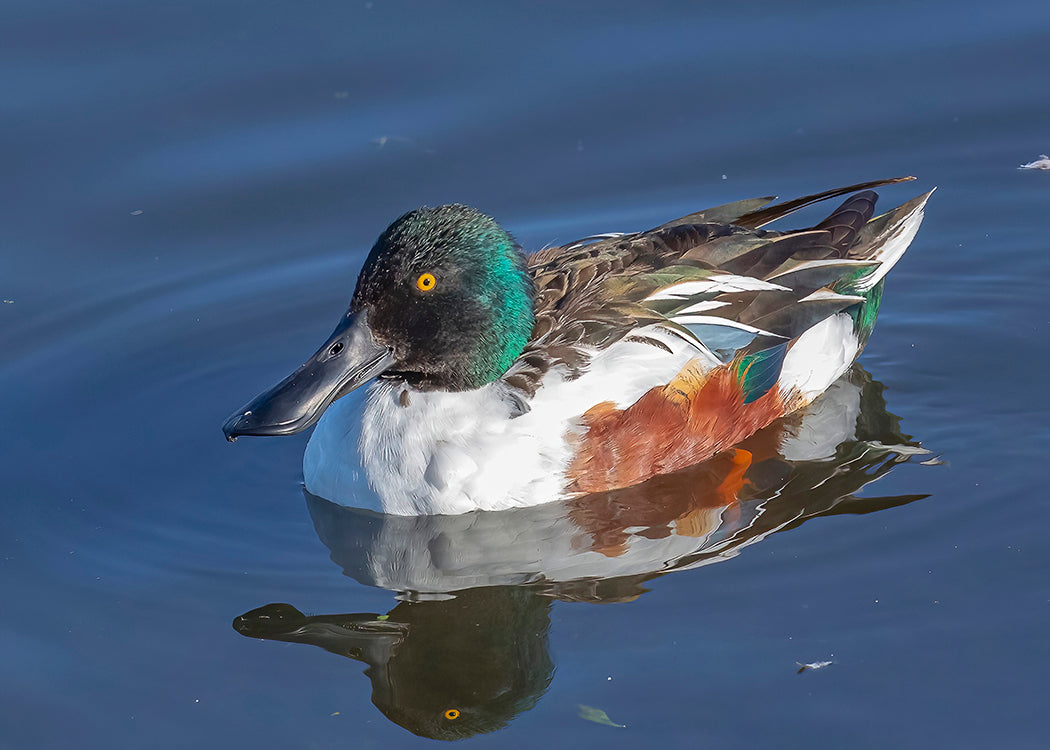 Northern Shoveler