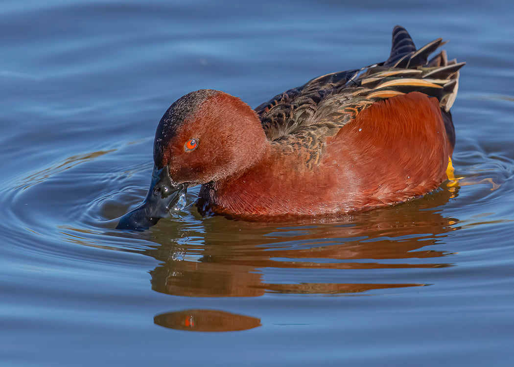 Cinnamon Teal