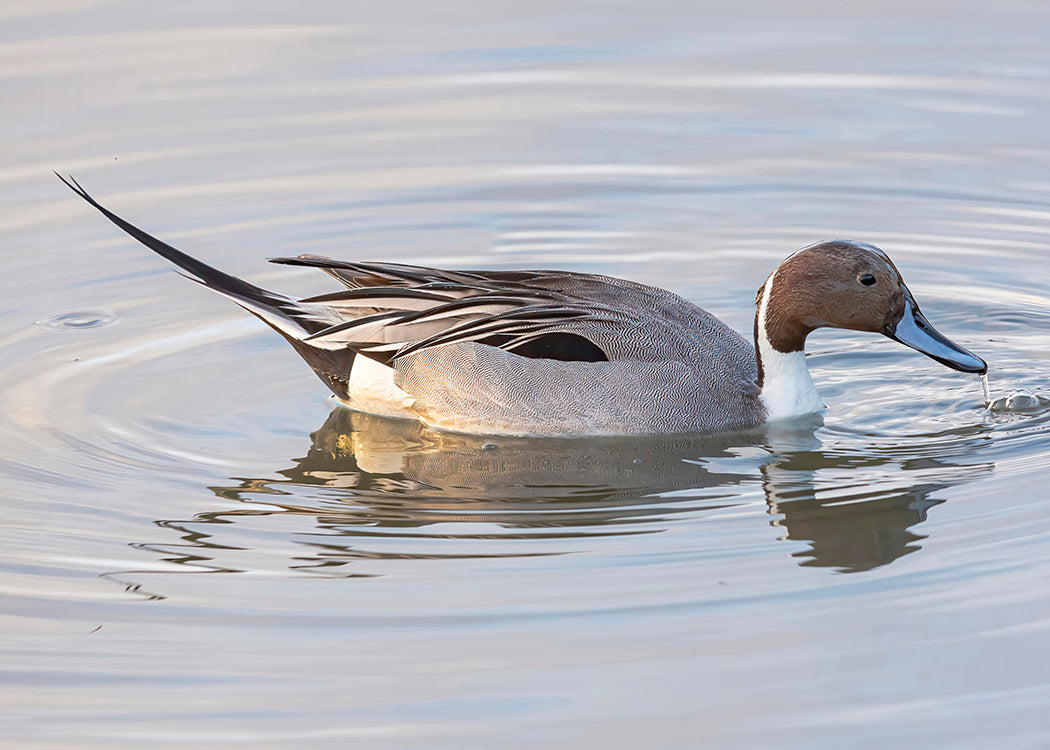 Northern Pintail