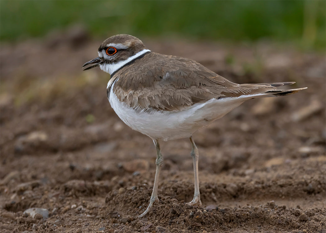 Killdeer