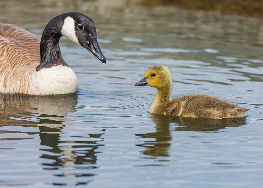 Canada Goose