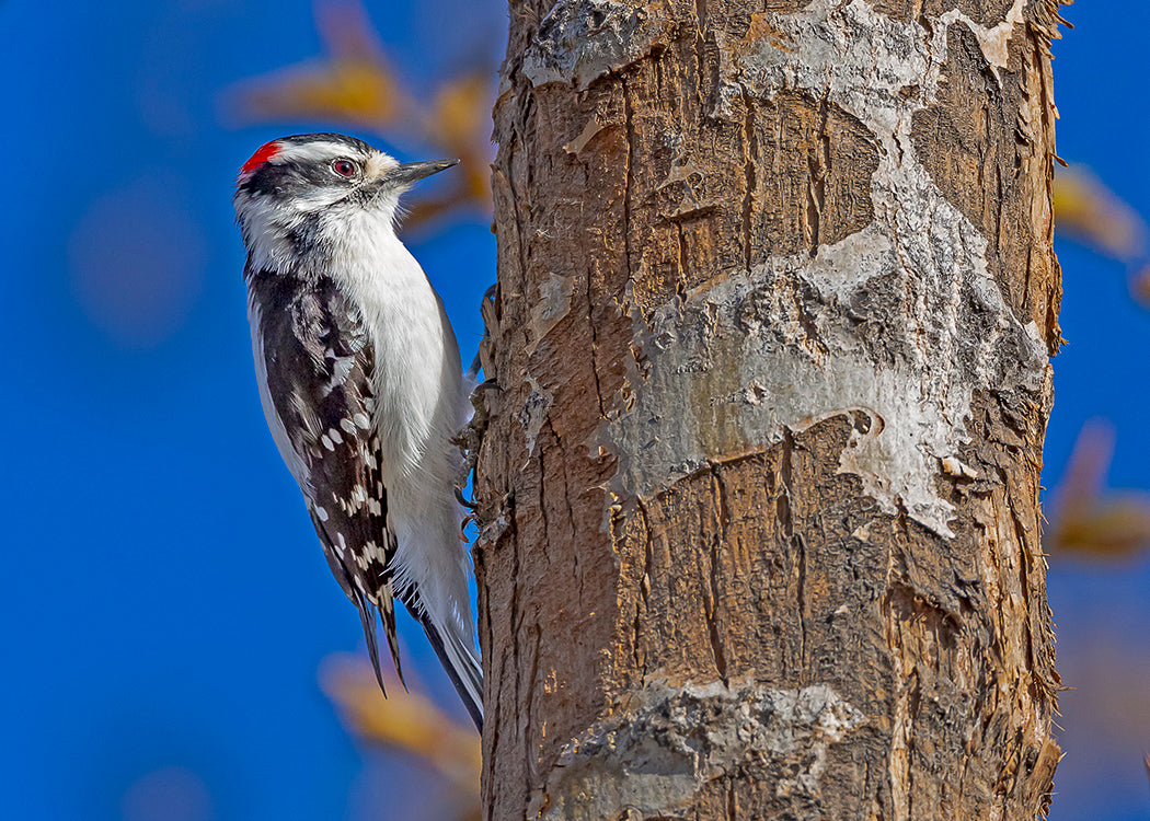 Downy Woodpecker