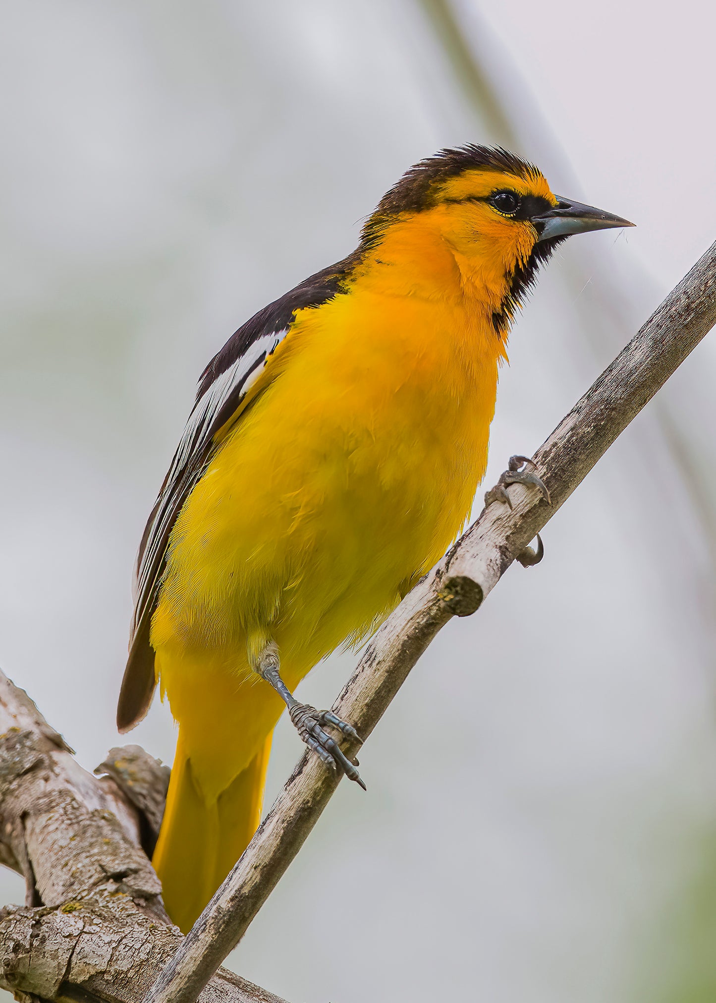 Bullock's Oriole