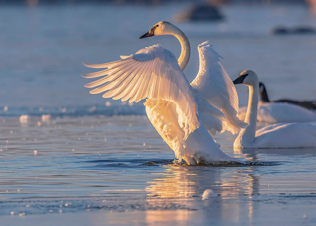 Trumpeter Swan