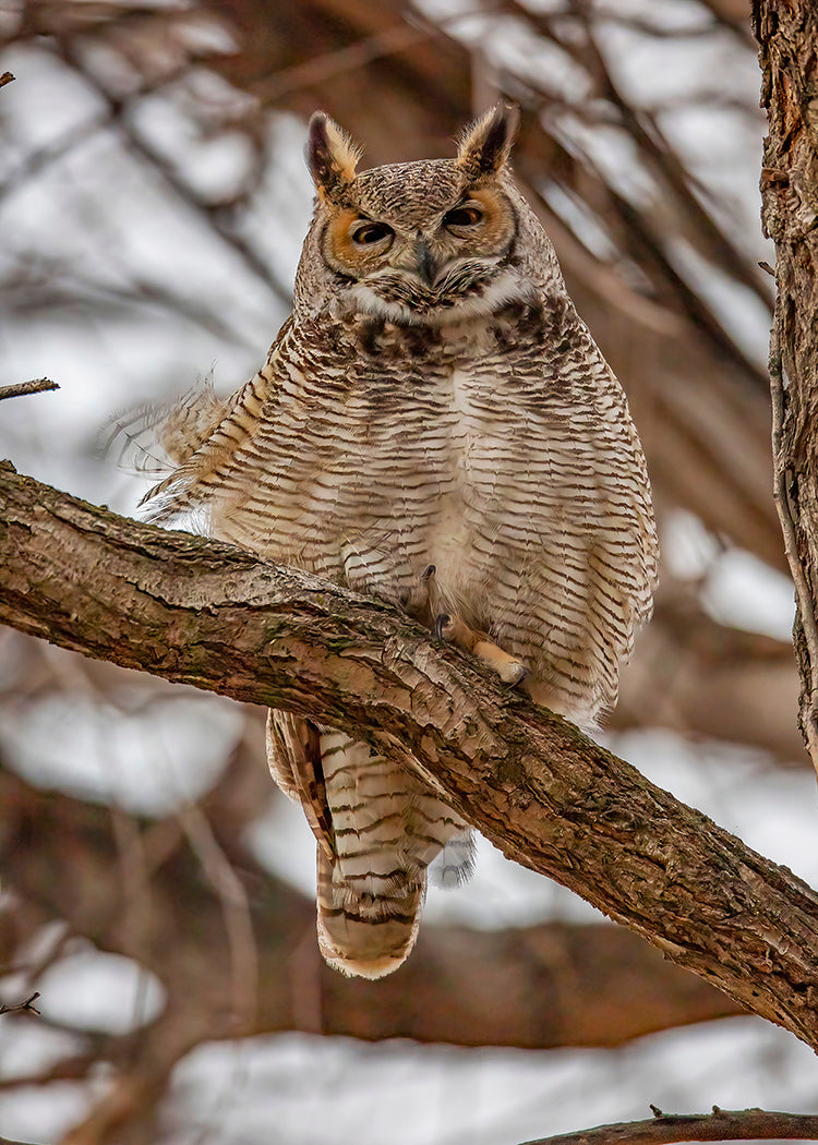 Great Horned Owl