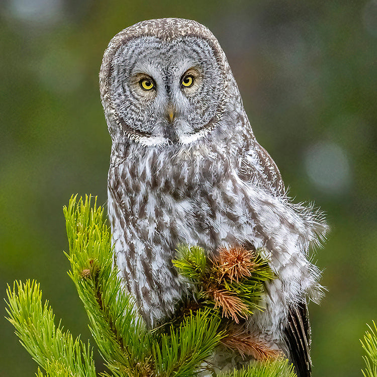 Great Gray Owl