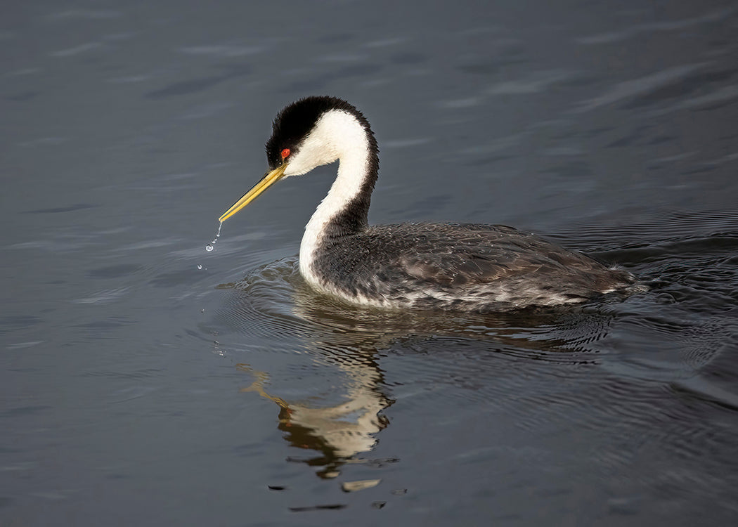Western Grebe
