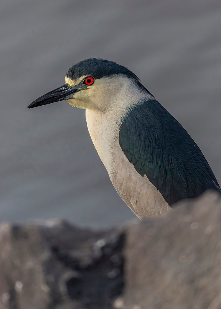 Black-crowned Night Heron