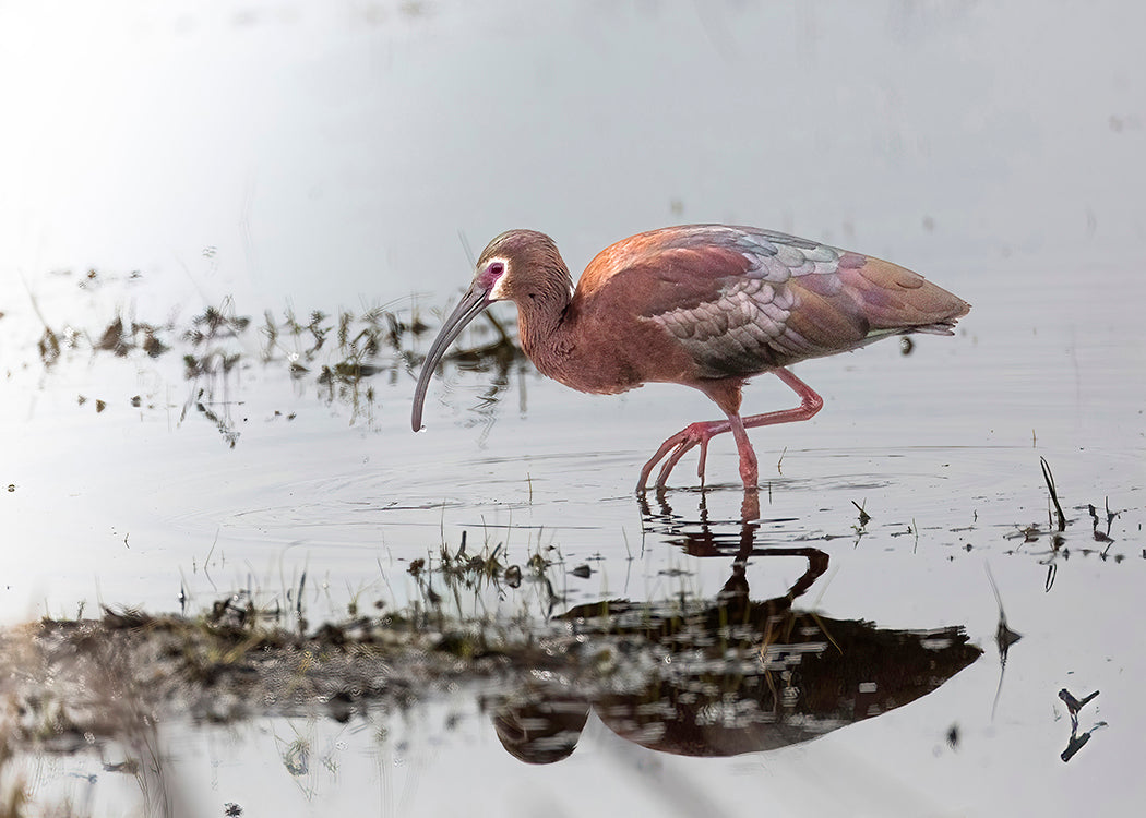 White-faced Ibis