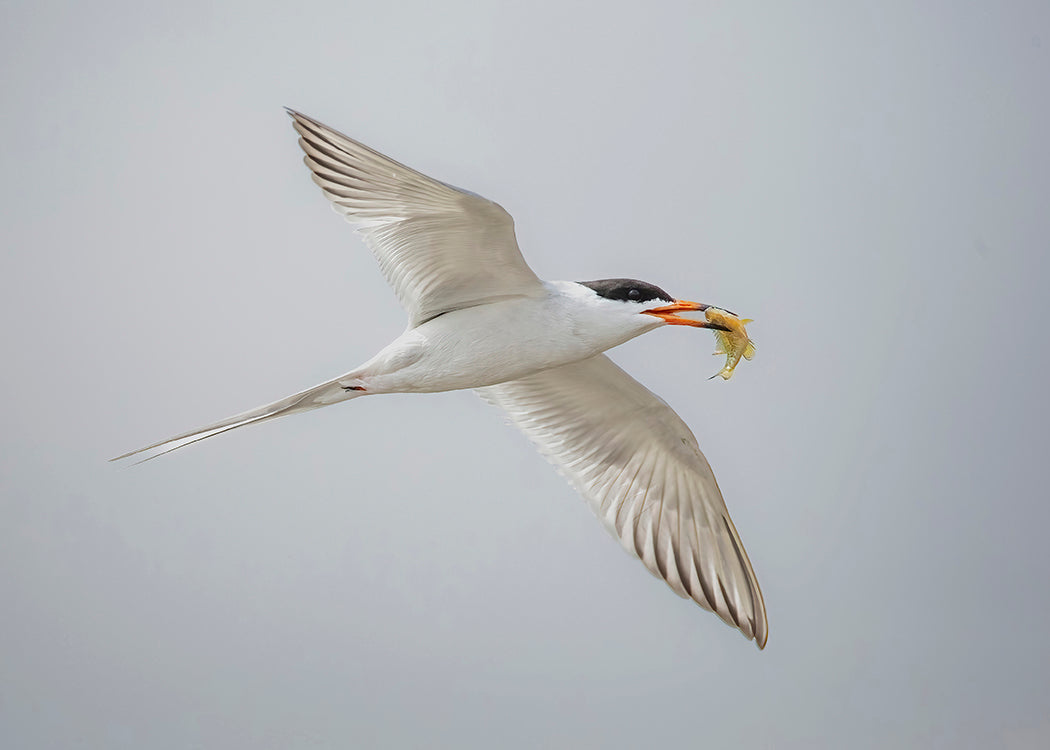 Forster's Tern