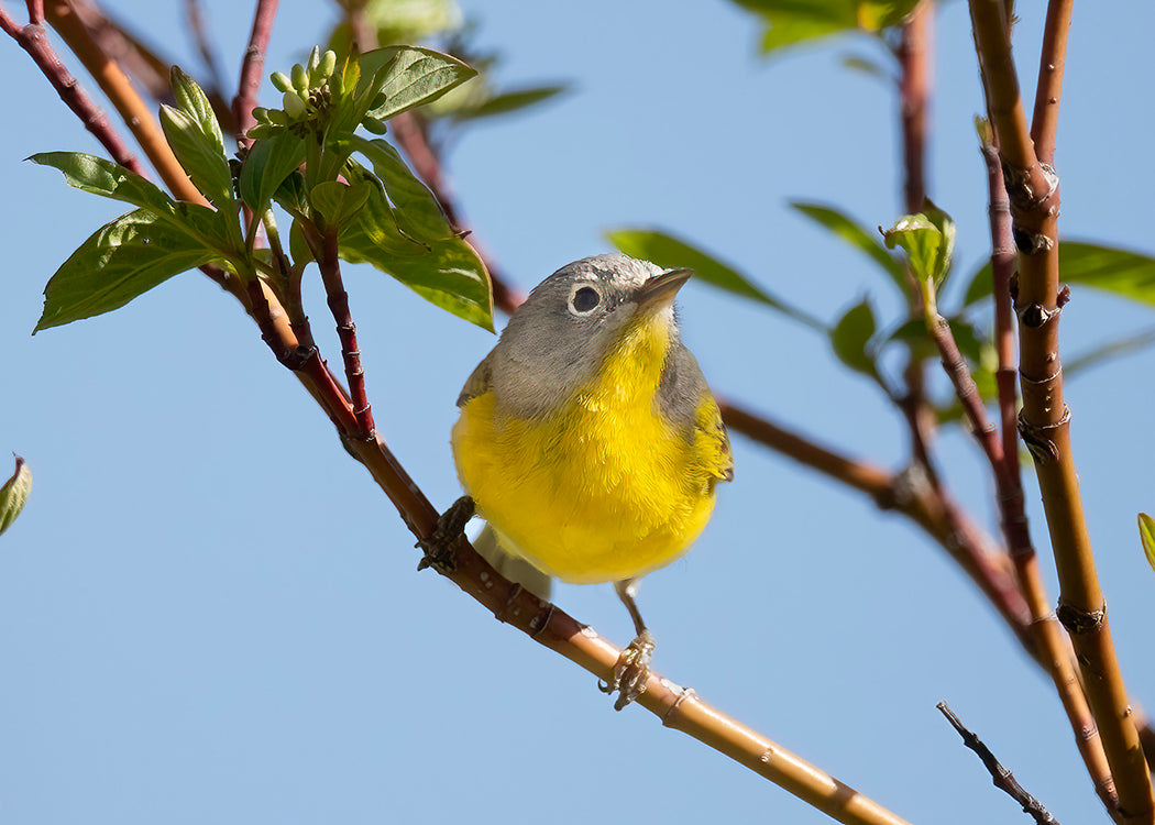 Nashville Warbler