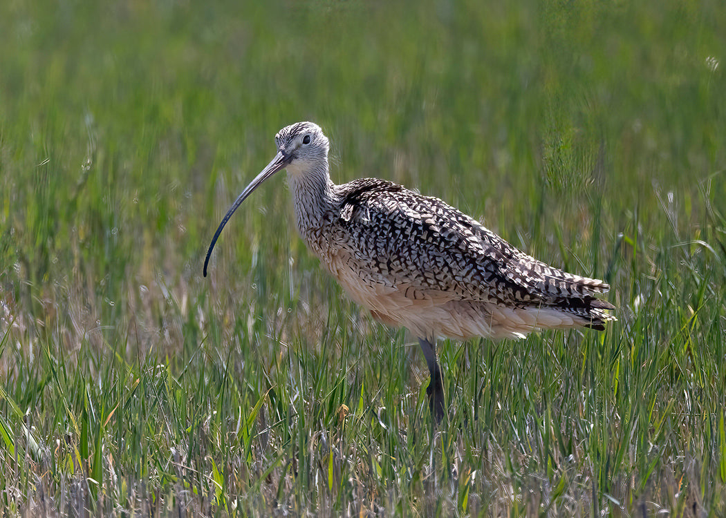 Long-billed Curlew
