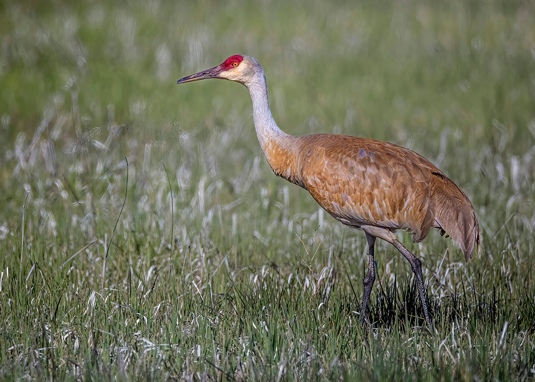 Sandhill Crane